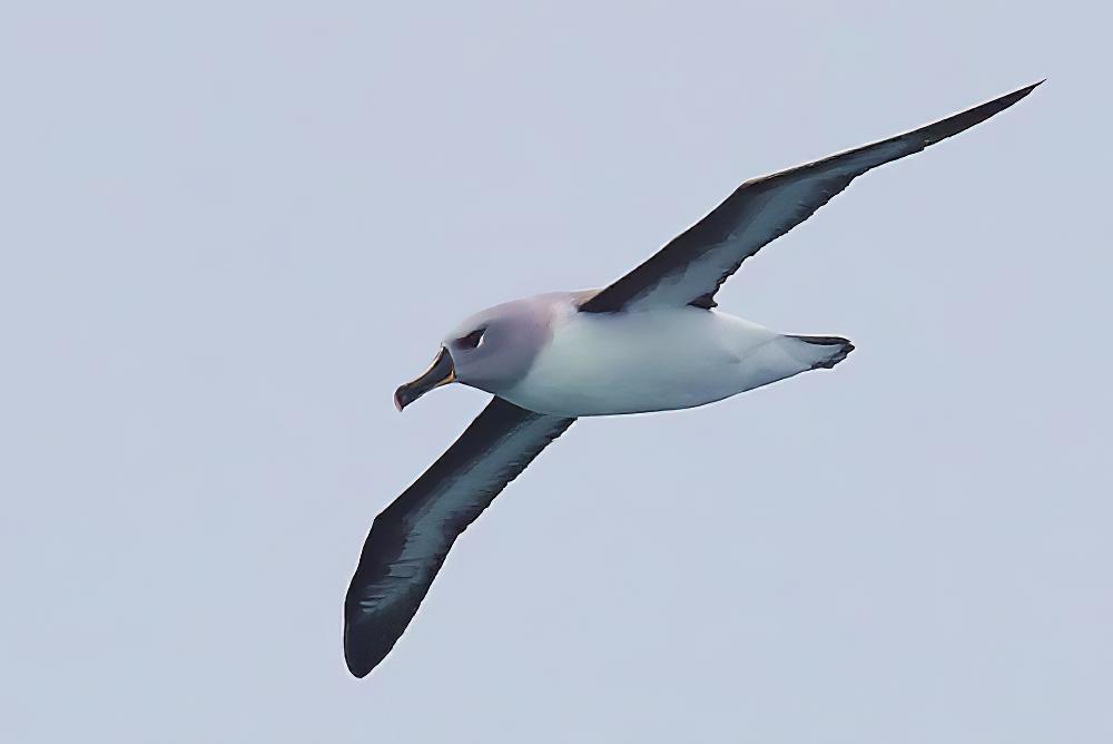 灰头信天翁 / Grey-headed Albatross / Thalassarche chrysostoma