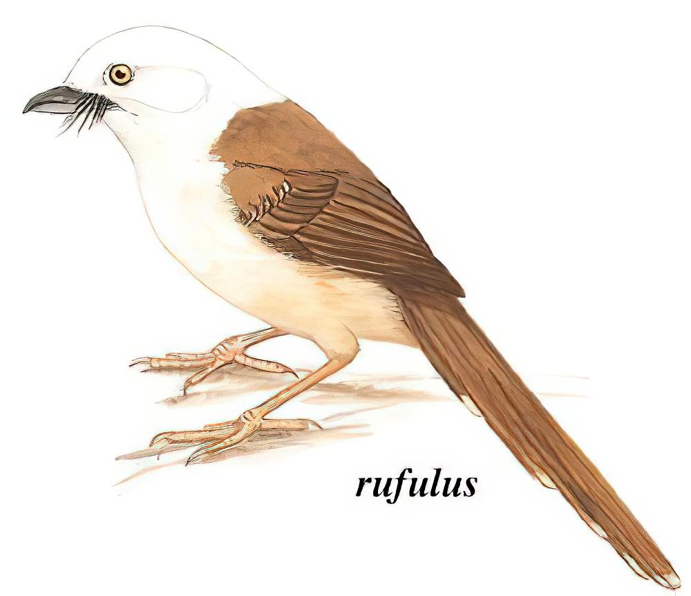 白头鵙鹛 / White-hooded Babbler / Gampsorhynchus rufulus