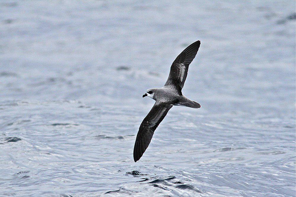 柔羽圆尾鹱 / Soft-plumaged Petrel / Pterodroma mollis