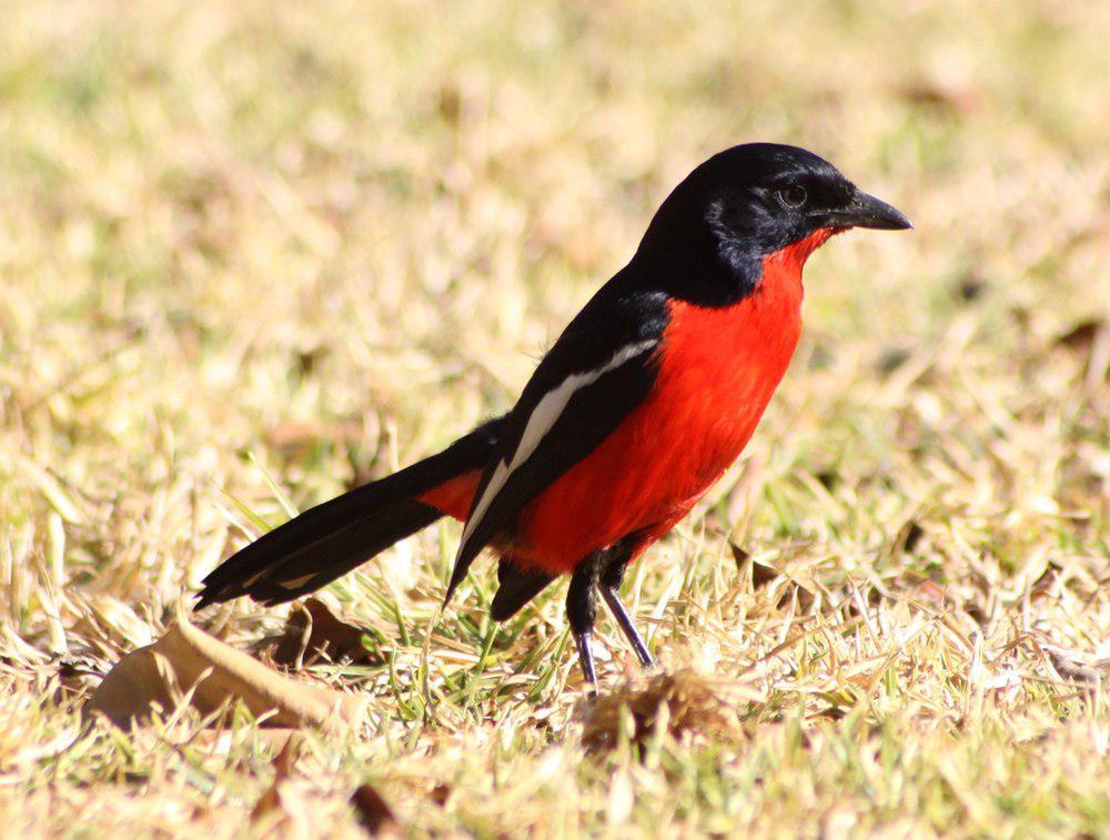 红胸黑鵙 / Crimson-breasted Shrike / Laniarius atrococcineus