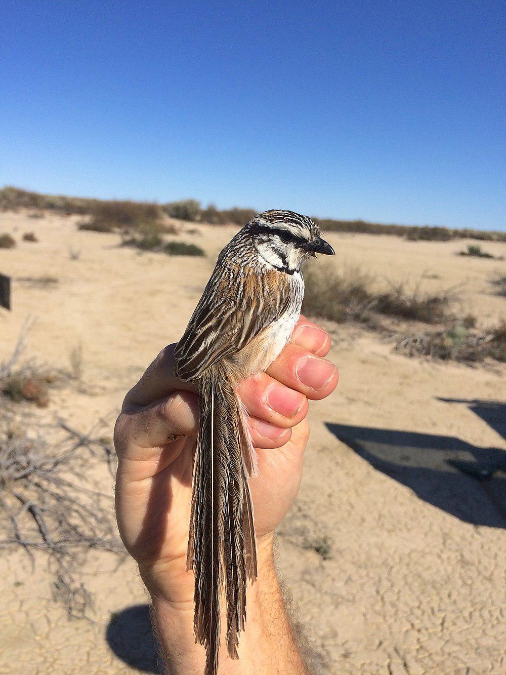 灰草鹩莺 / Grey Grasswren / Amytornis barbatus