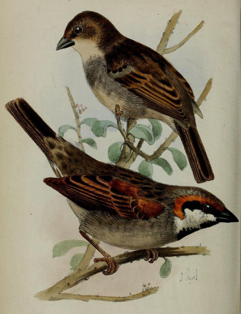 索岛麻雀 / Socotra Sparrow / Passer insularis