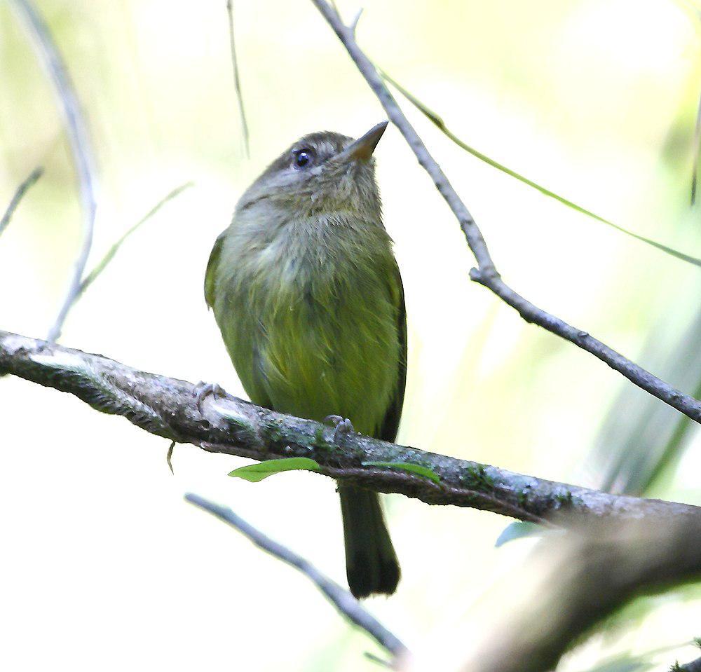 凯氏哑霸鹟 / Kaempfer\'s Tody-Tyrant / Hemitriccus kaempferi