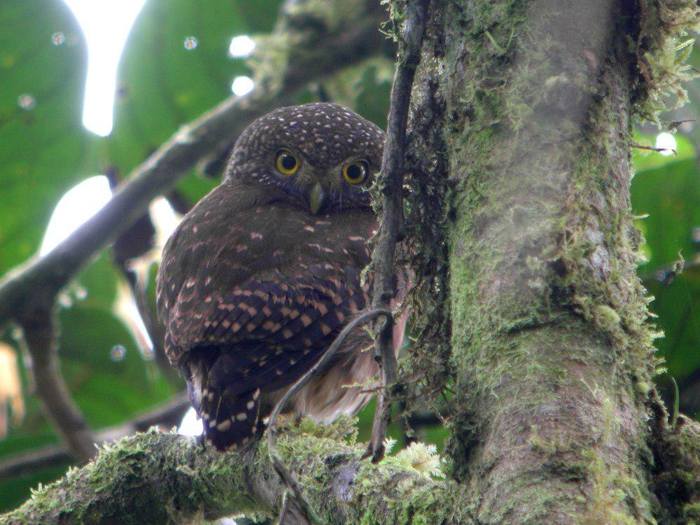 厄瓜多尔鸺鹠 / Cloud-forest Pygmy Owl / Glaucidium nubicola