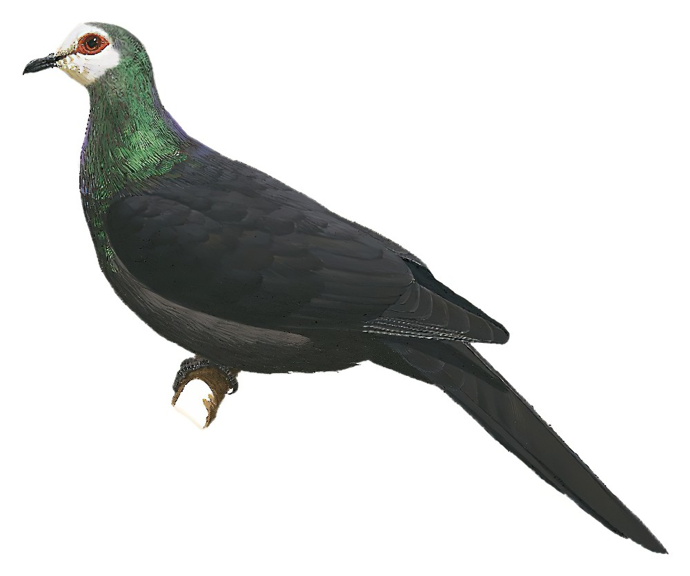 苏拉蕉鸠 / Sula Cuckoo-Dove / Turacoena sulaensis