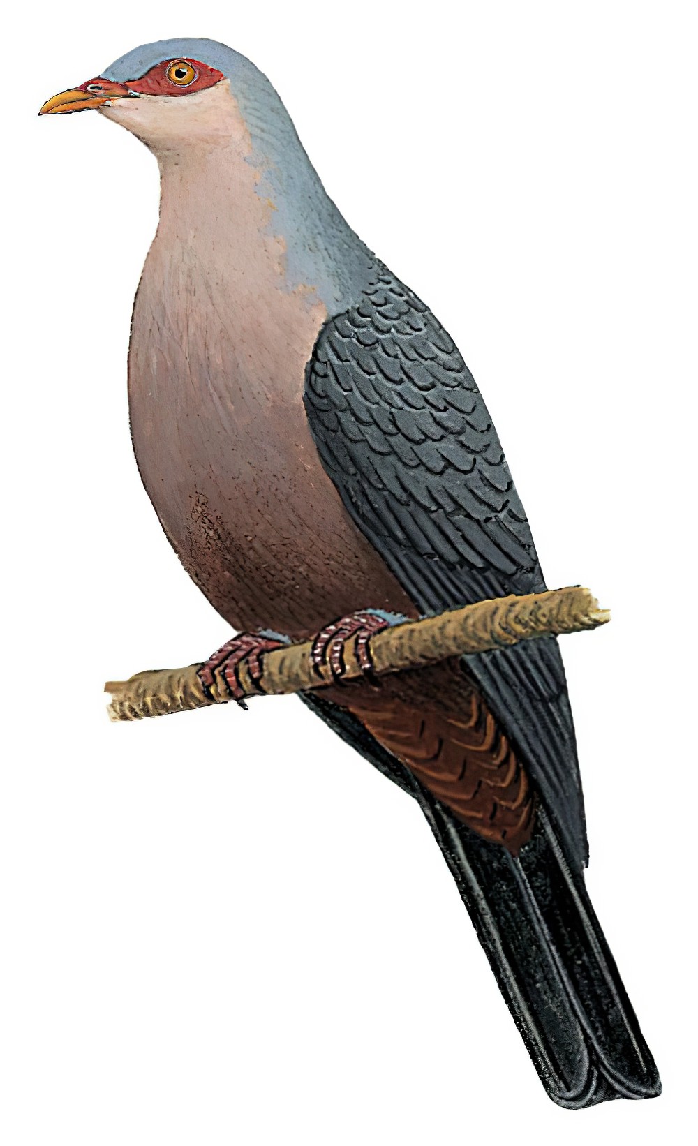 斯兰山鸠 / Seram Mountain Pigeon / Gymnophaps stalkeri