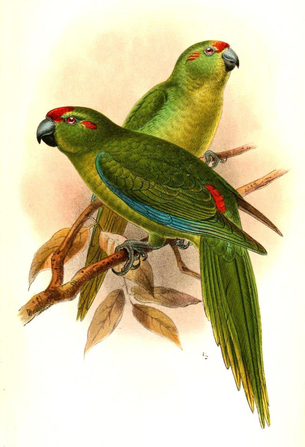 豪勋爵岛鹦鹉 / Lord Howe Parakeet / Cyanoramphus subflavescens