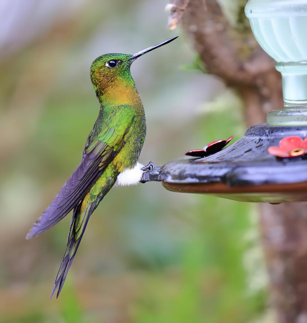 金胸毛腿蜂鸟 / Golden-breasted Puffleg / Eriocnemis mosquera