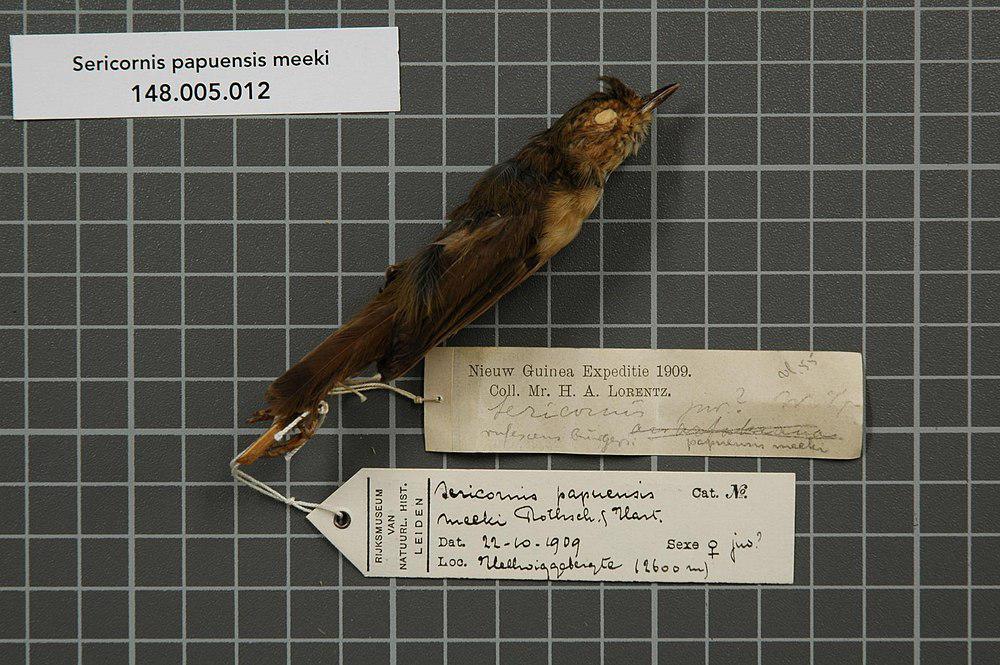 巴布亚丝刺莺 / Papuan Scrubwren / Aethomyias papuensis