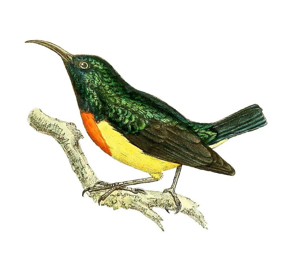马约岛花蜜鸟 / Mayotte Sunbird / Cinnyris coquerellii