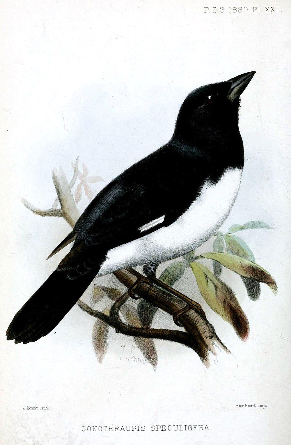 黑白唐纳雀 / Black-and-white Tanager / Conothraupis speculigera