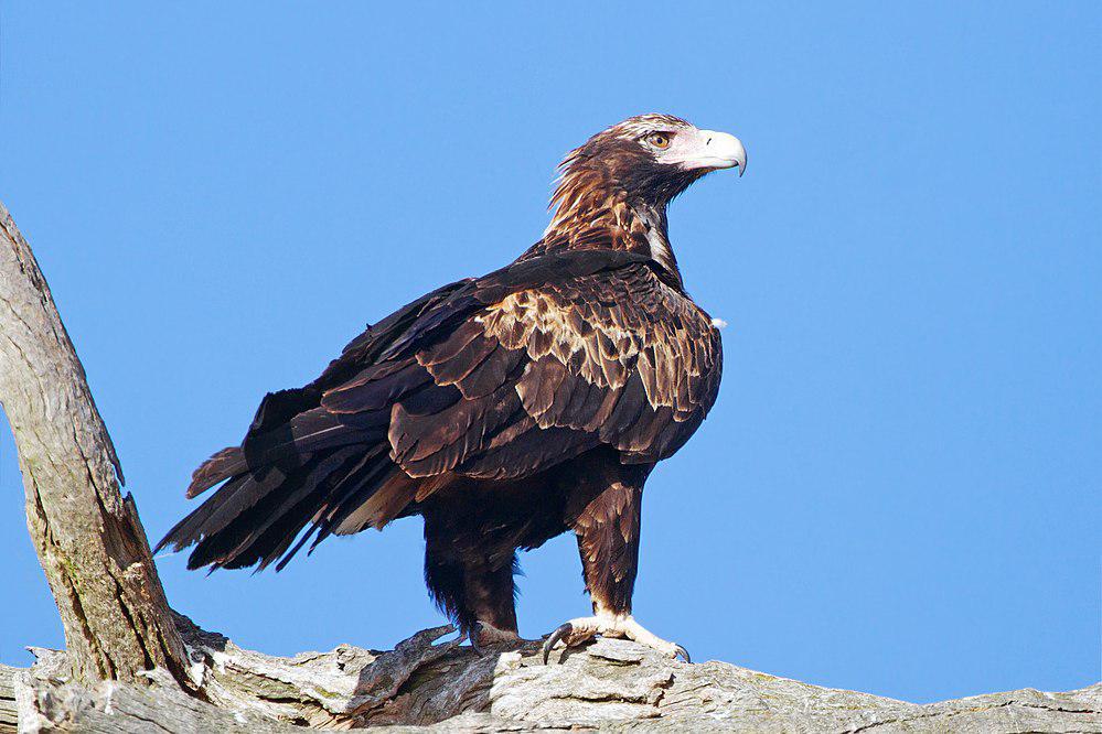楔尾雕 / Wedge-tailed Eagle / Aquila audax