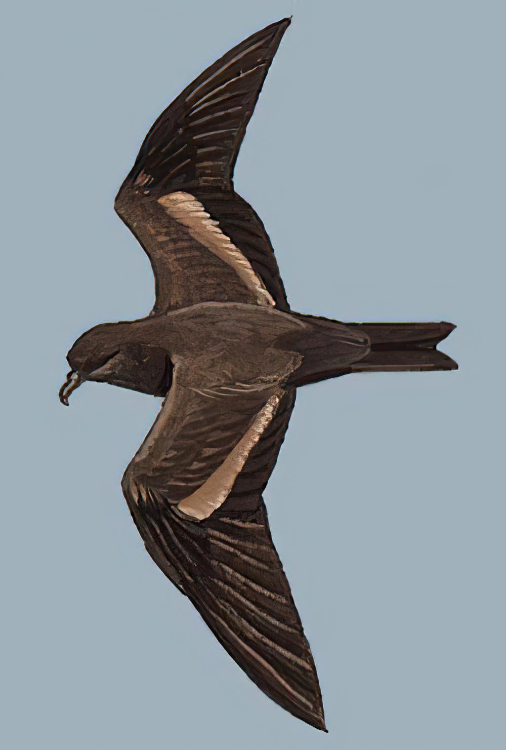 黑叉尾海燕 / Swinhoe\'s Storm Petrel / Oceanodroma monorhis