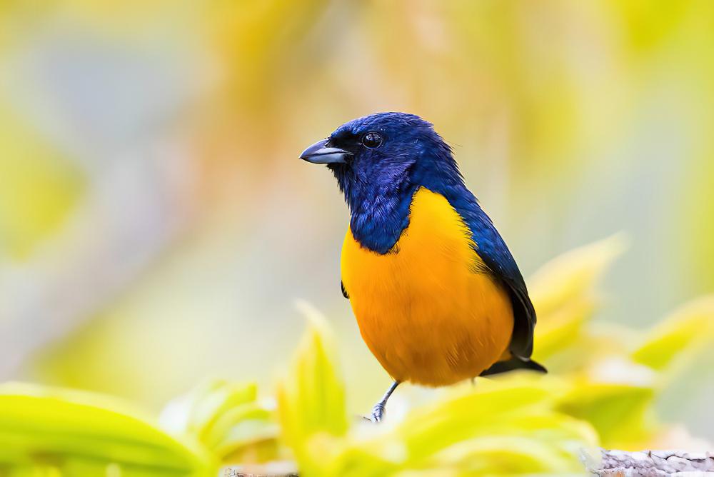 棕腹歌雀 / Rufous-bellied Euphonia / Euphonia rufiventris