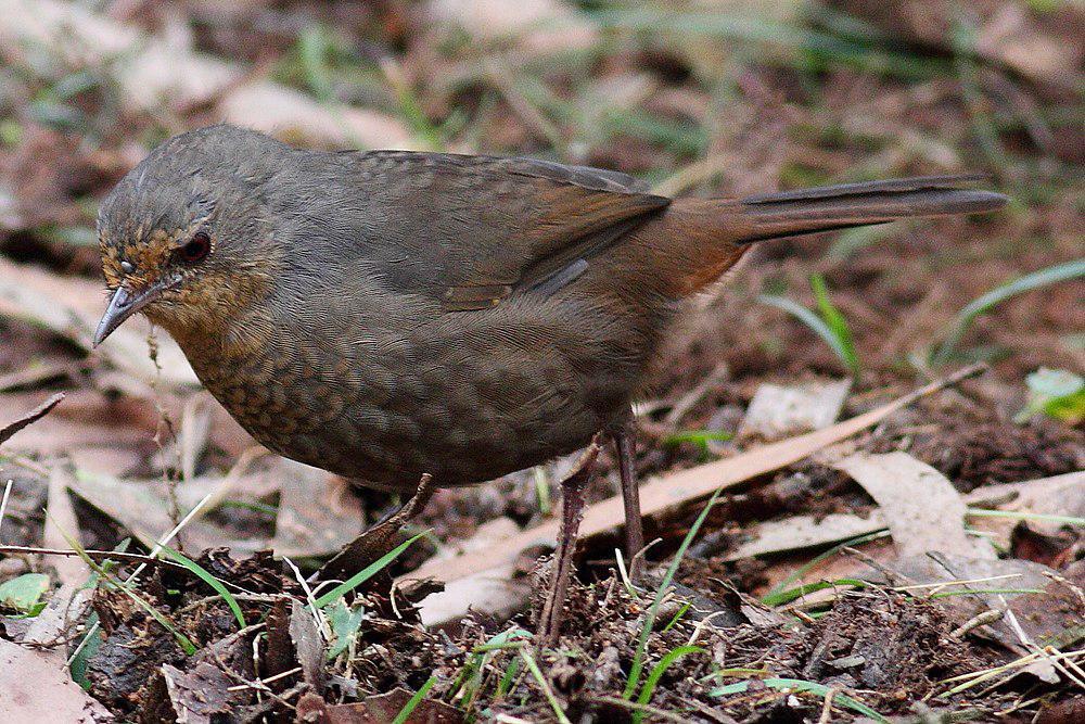 随莺 / Pilotbird / Pycnoptilus floccosus