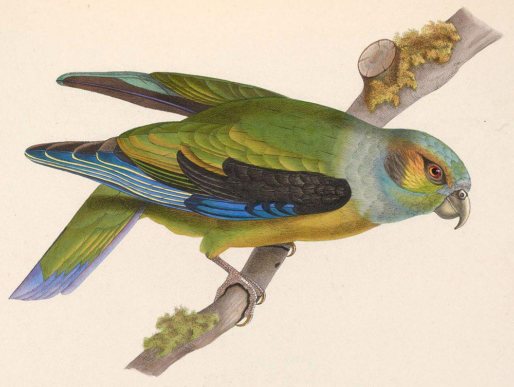 黑耳鹦哥 / Black-winged Parrot / Hapalopsittaca melanotis