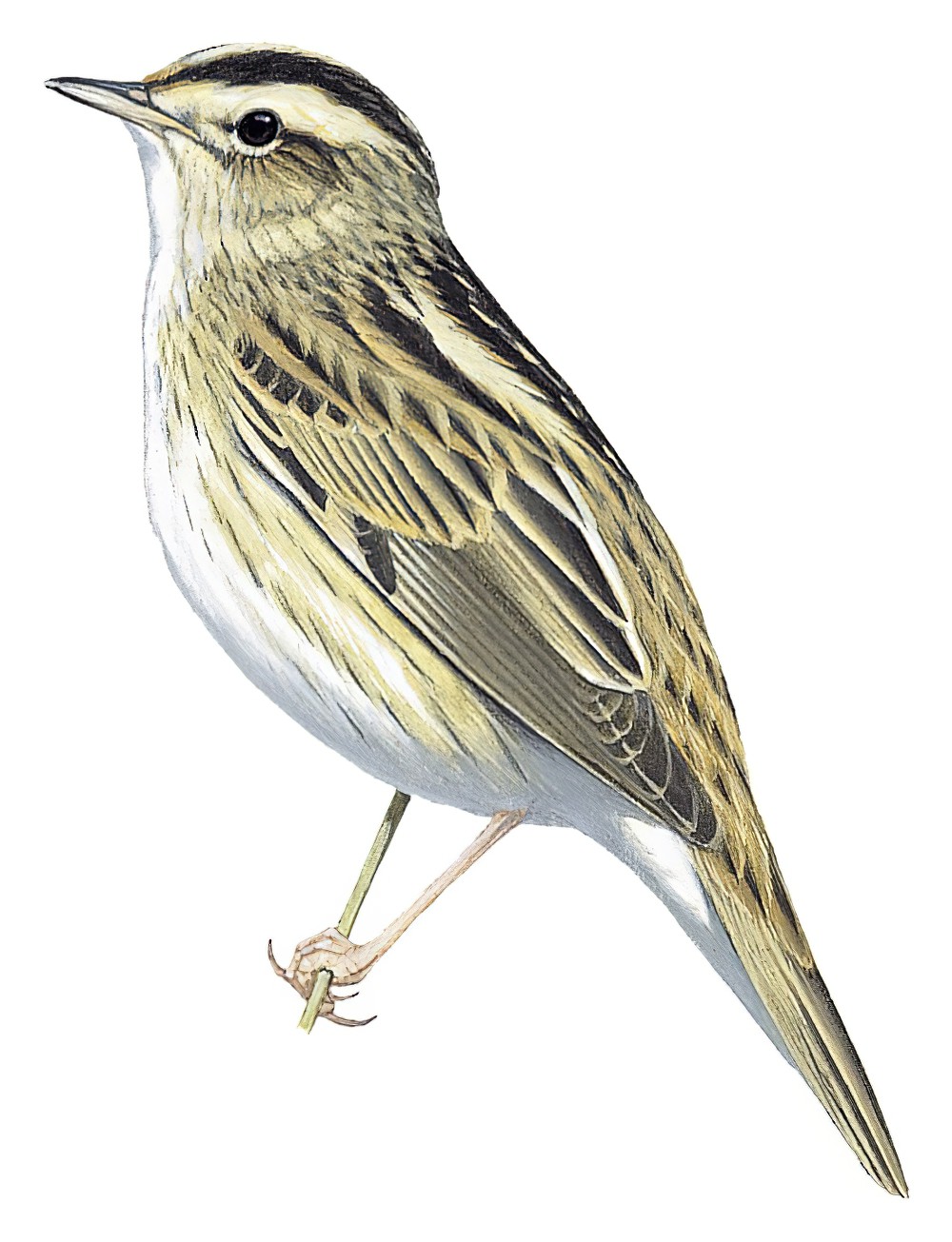水栖苇莺 / Aquatic Warbler / Acrocephalus paludicola