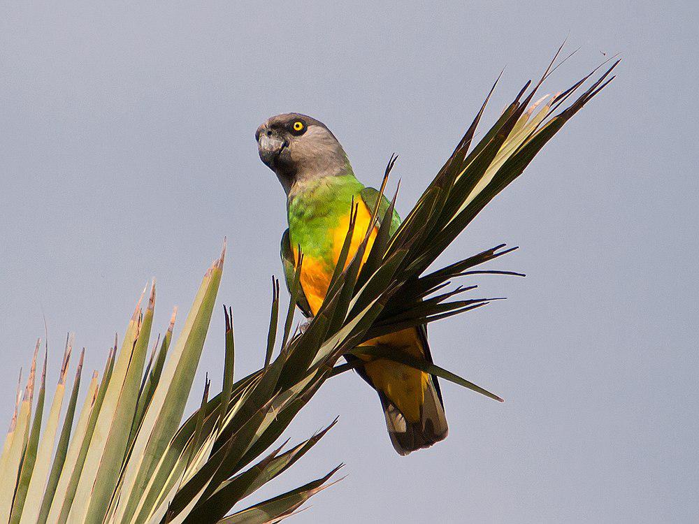 塞内加尔鹦鹉 / Senegal Parrot / Poicephalus senegalus
