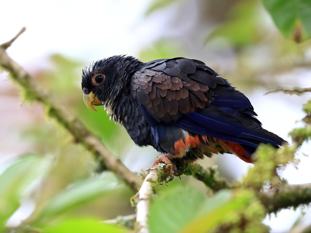 青铜翅鹦哥 / Bronze-winged Parrot / Pionus chalcopterus