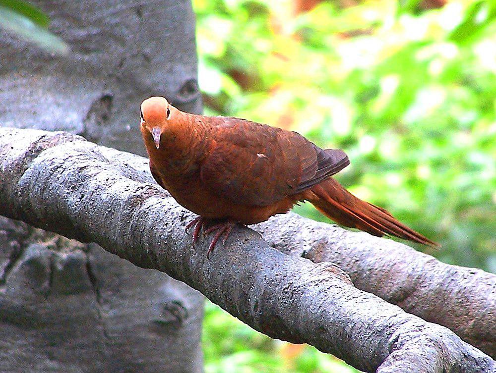 印尼鹃鸠 / Ruddy Cuckoo-Dove / Macropygia emiliana