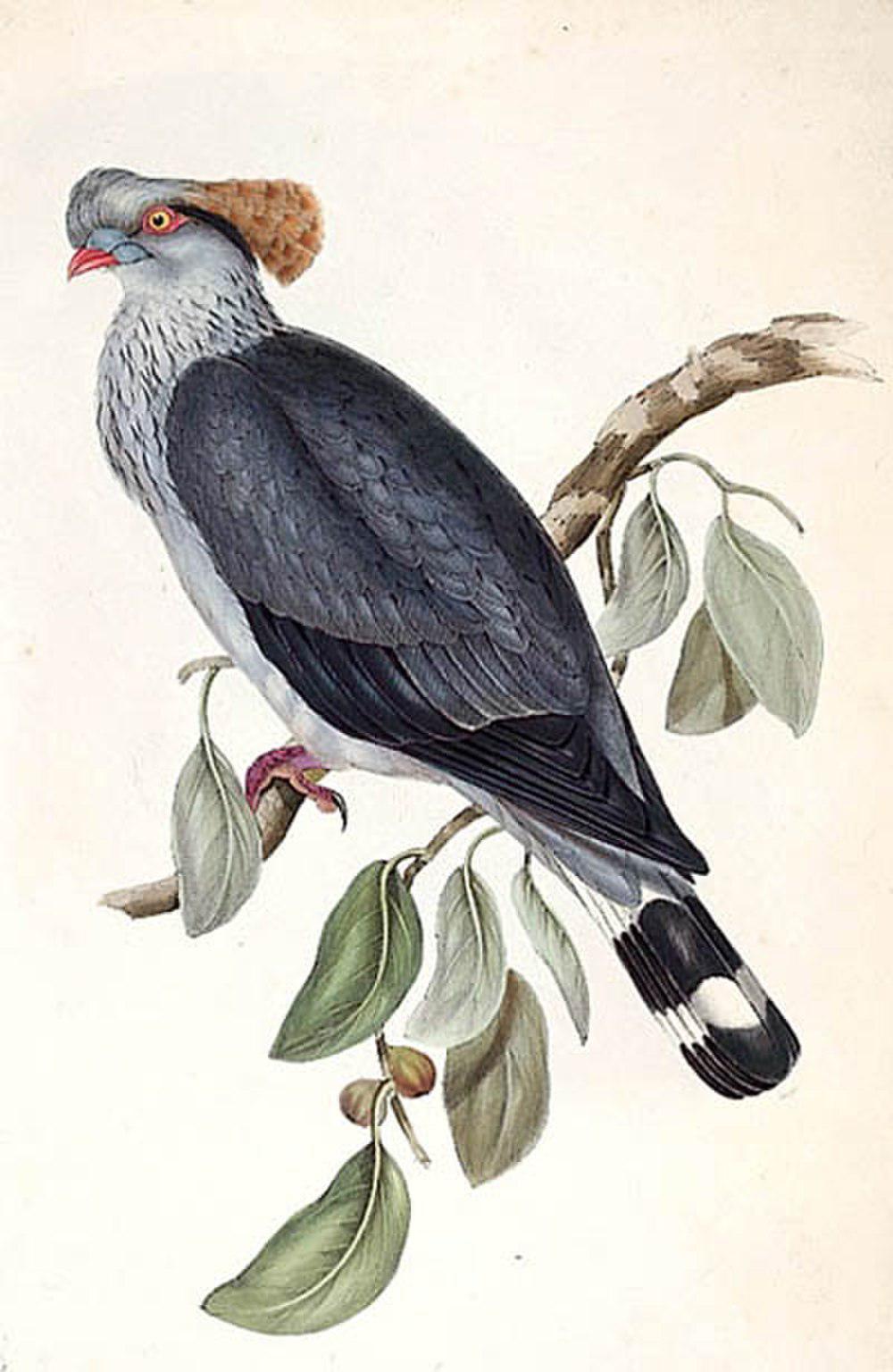 髻鸠 / Topknot Pigeon / Lopholaimus antarcticus