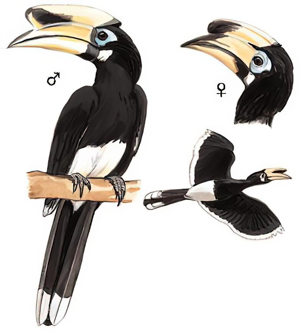 冠斑犀鸟 / Oriental Pied Hornbill / Anthracoceros albirostris