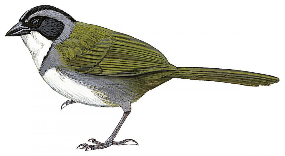 哥斯达黎加薮雀 / Costa Rican Brushfinch / Arremon costaricensis