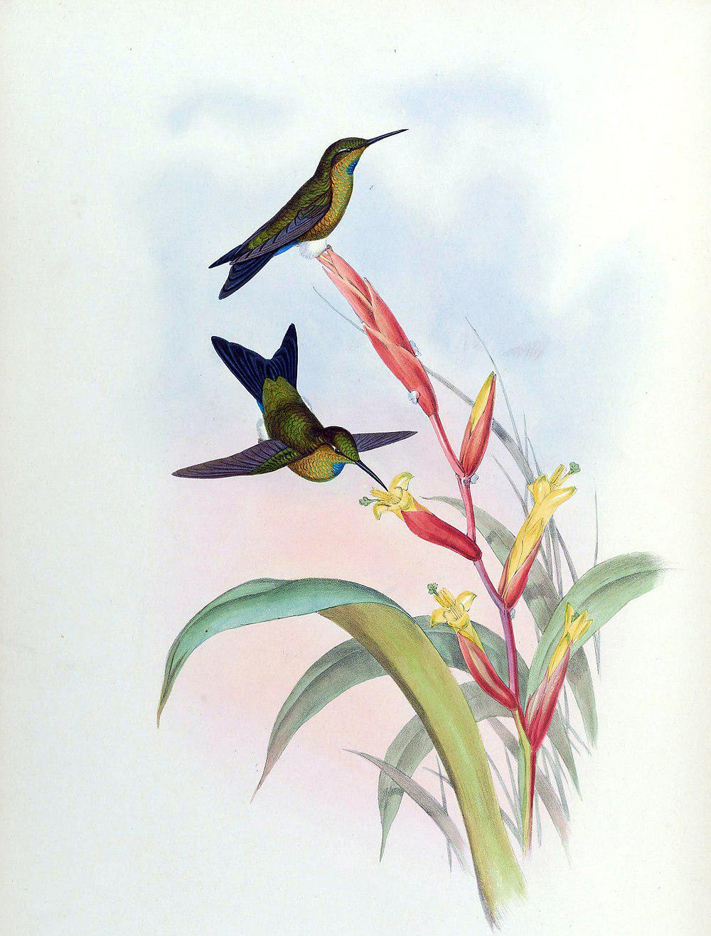 绿喉毛腿蜂鸟 / Turquoise-throated Puffleg / Eriocnemis godini