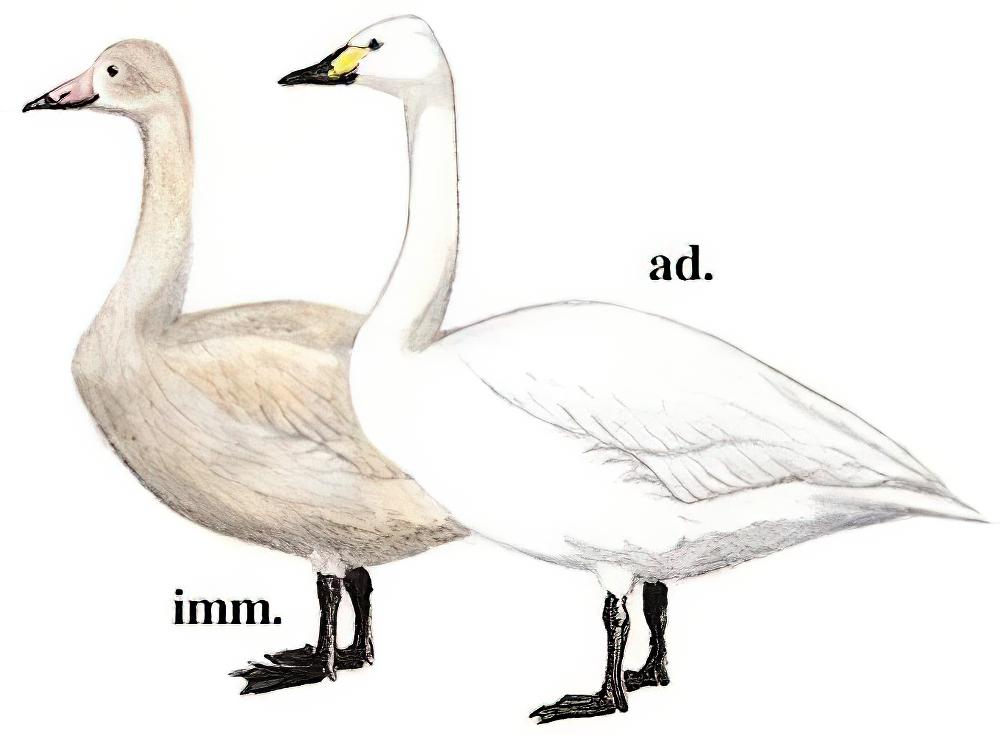 小天鹅 / Tundra Swan / Cygnus columbianus