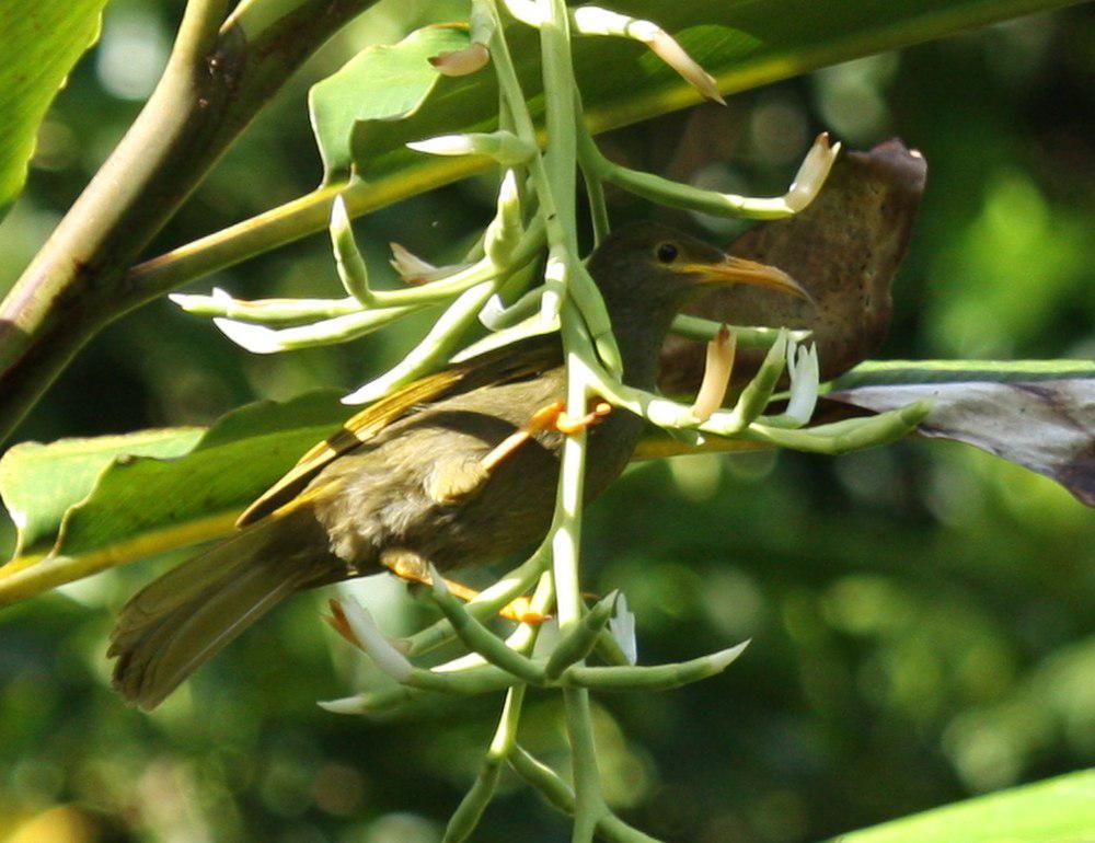 绿裸吸蜜鸟 / Yellow-billed Honeyeater / Gymnomyza viridis