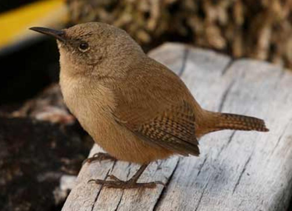 科氏鹪鹩 / Cobb\'s Wren / Troglodytes cobbi