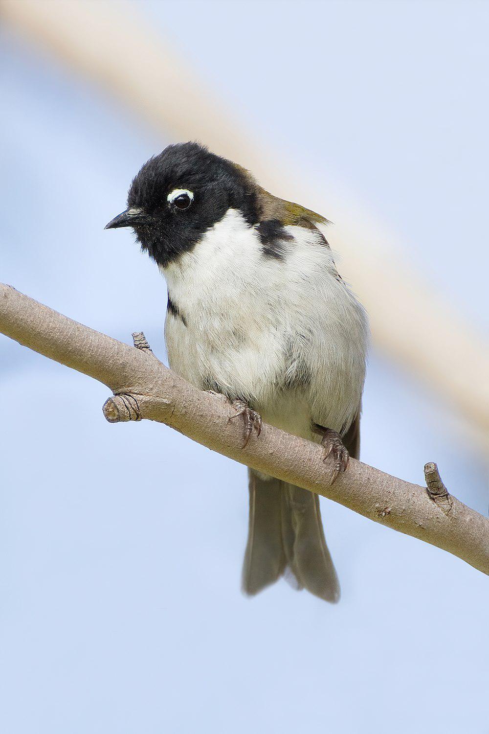 黑头抚蜜鸟 / Black-headed Honeyeater / Melithreptus affinis