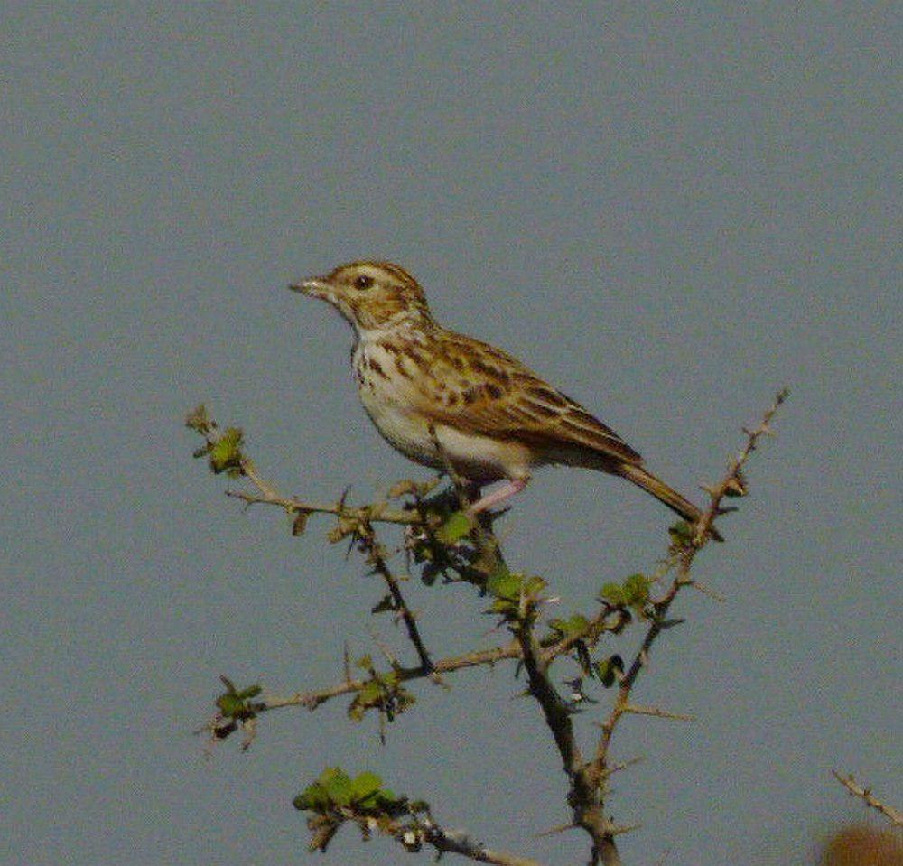 印度歌百灵 / Indian Bush Lark / Mirafra erythroptera