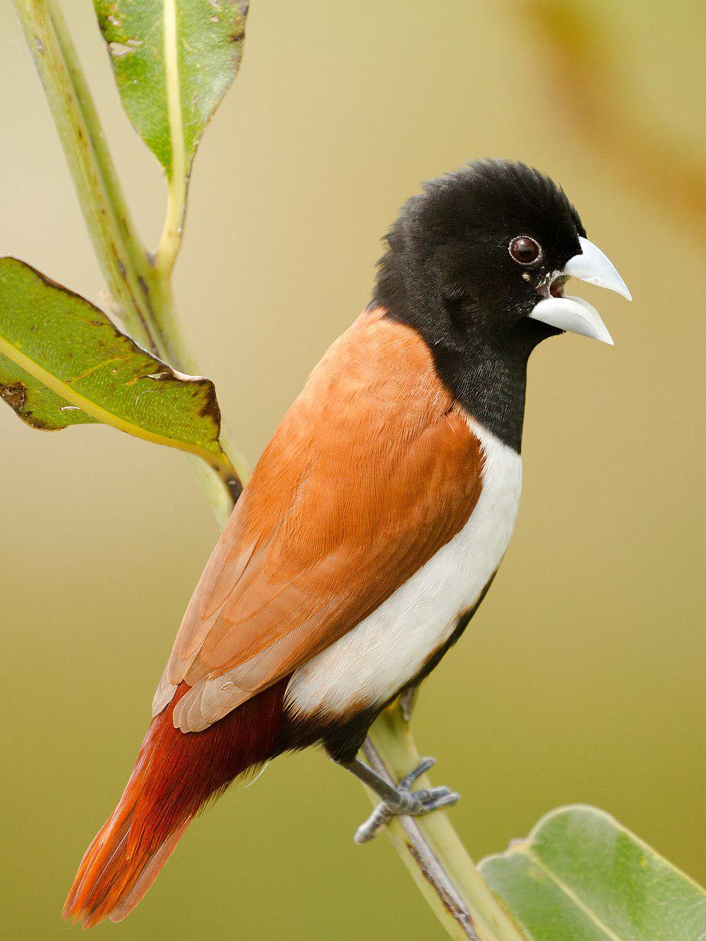 黑头文鸟 / Tricolored Munia / Lonchura malacca