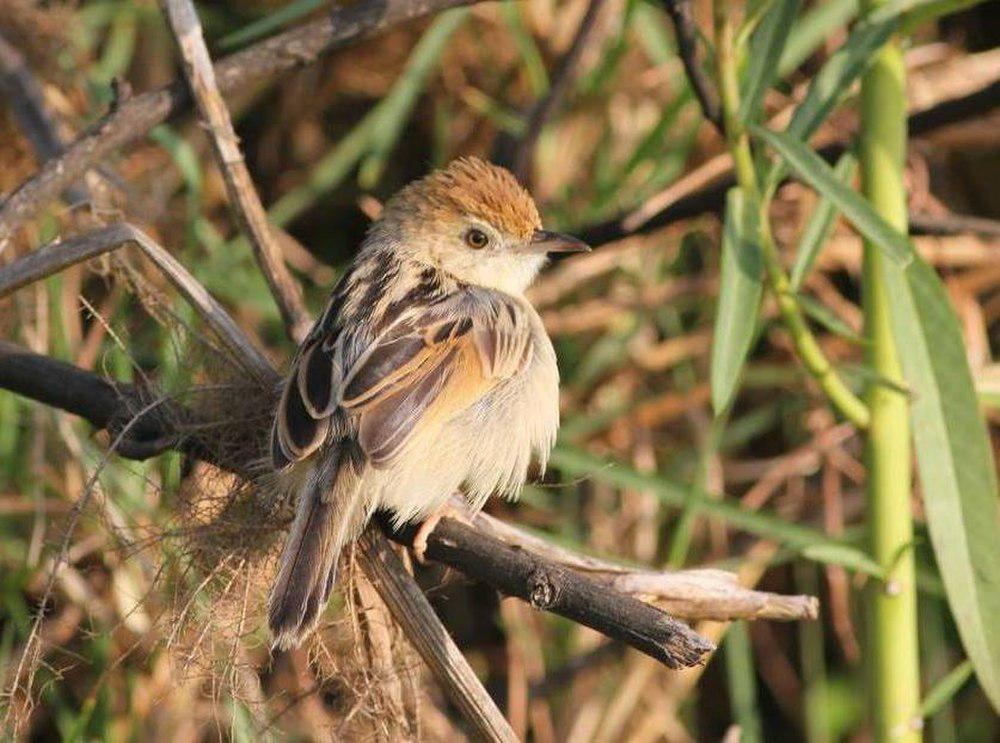 棕翅扇尾莺 / Rufous-winged Cisticola / Cisticola galactotes