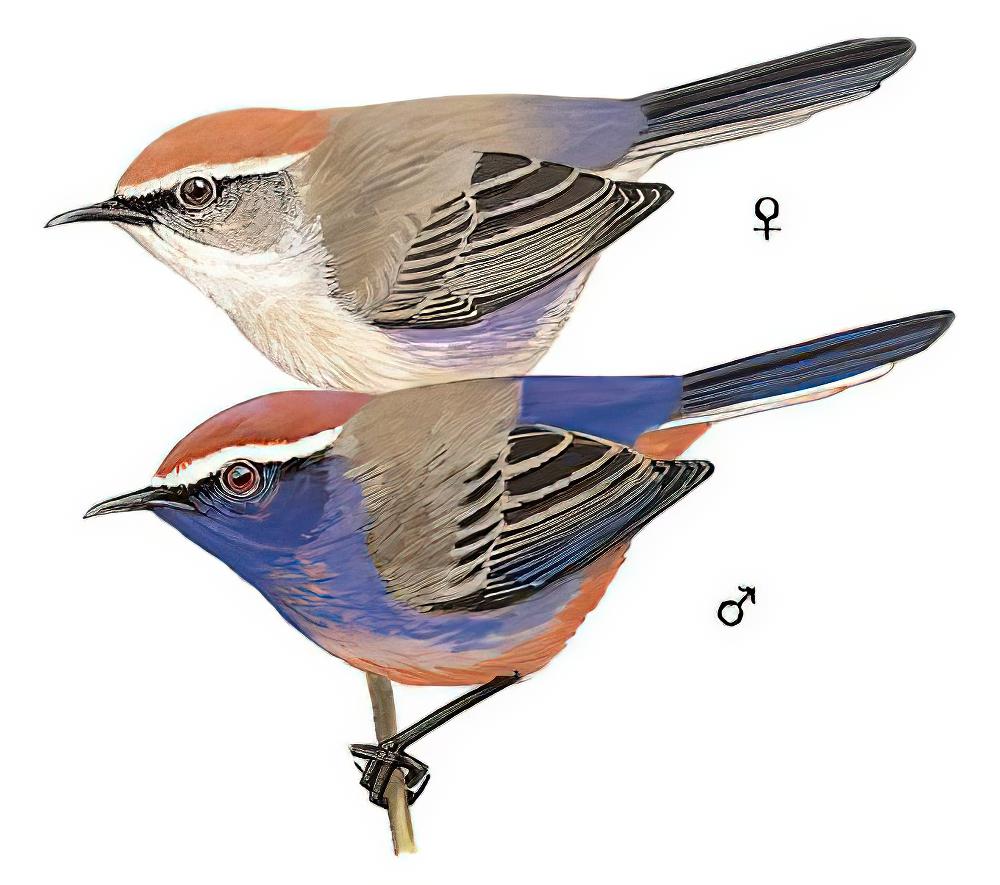 花彩雀莺 / White-browed Tit-warbler / Leptopoecile sophiae