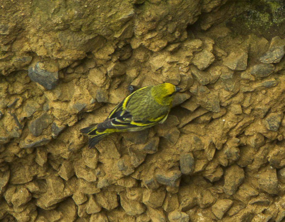 黄顶丝雀 / Yellow-crowned Canary / Serinus flavivertex
