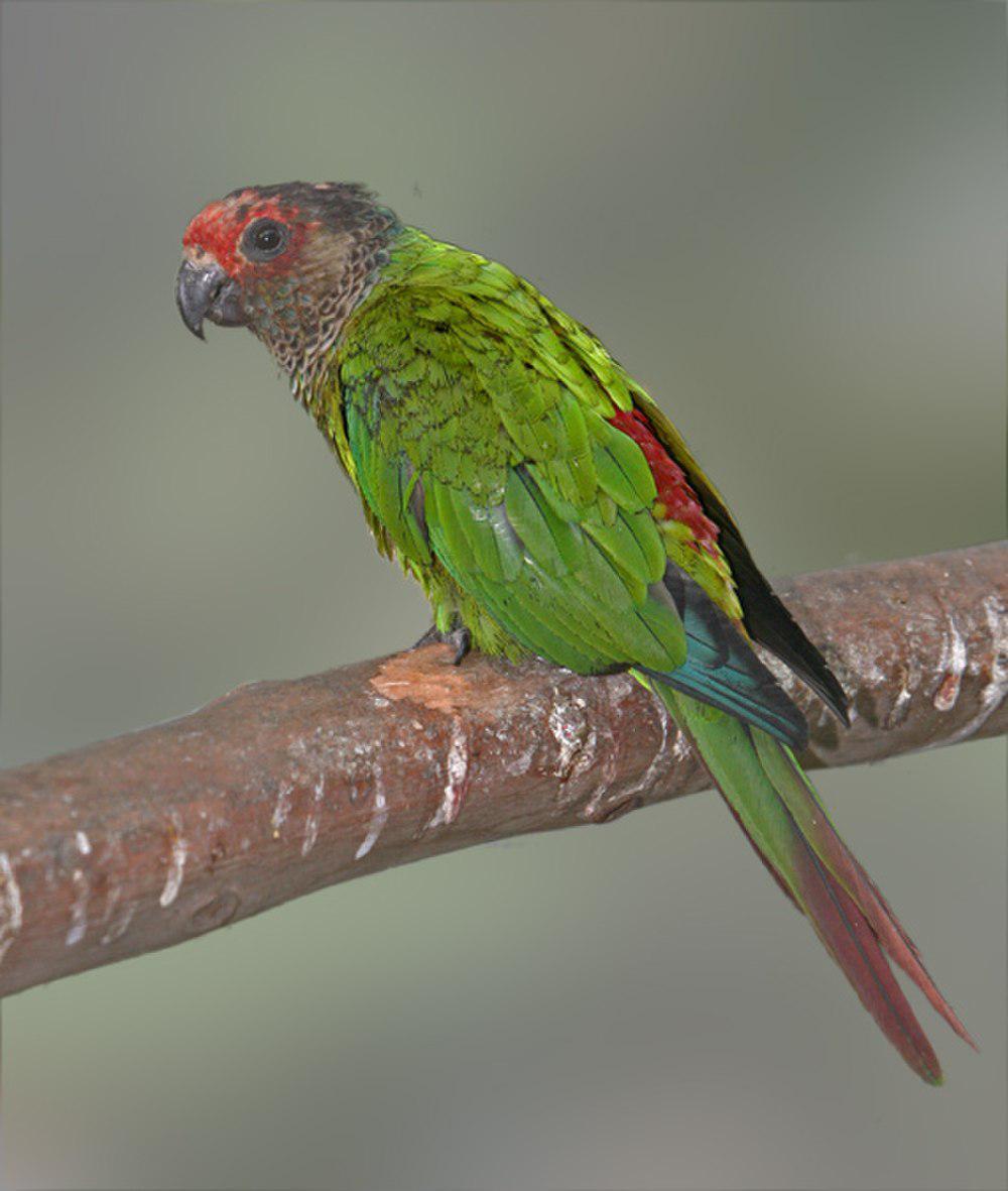 赤额鹦哥 / Rose-fronted Parakeet / Pyrrhura roseifrons