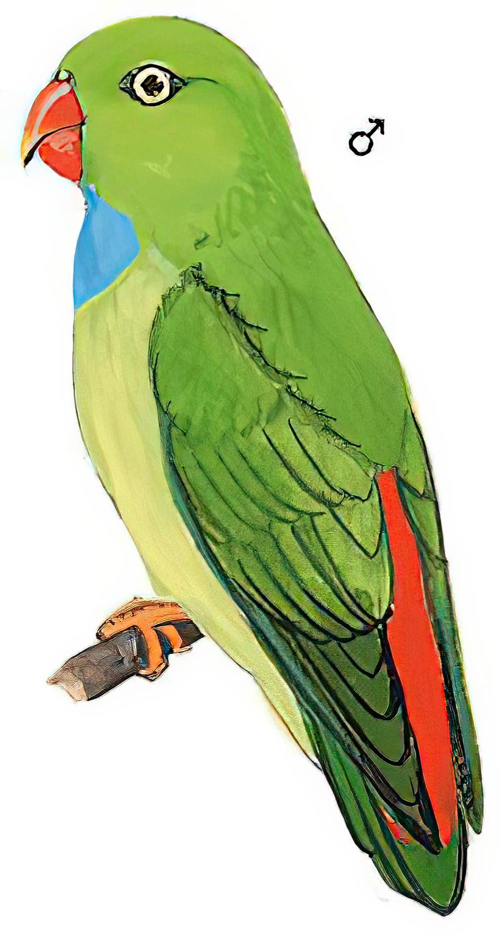 短尾鹦鹉 / Vernal Hanging Parrot / Loriculus vernalis