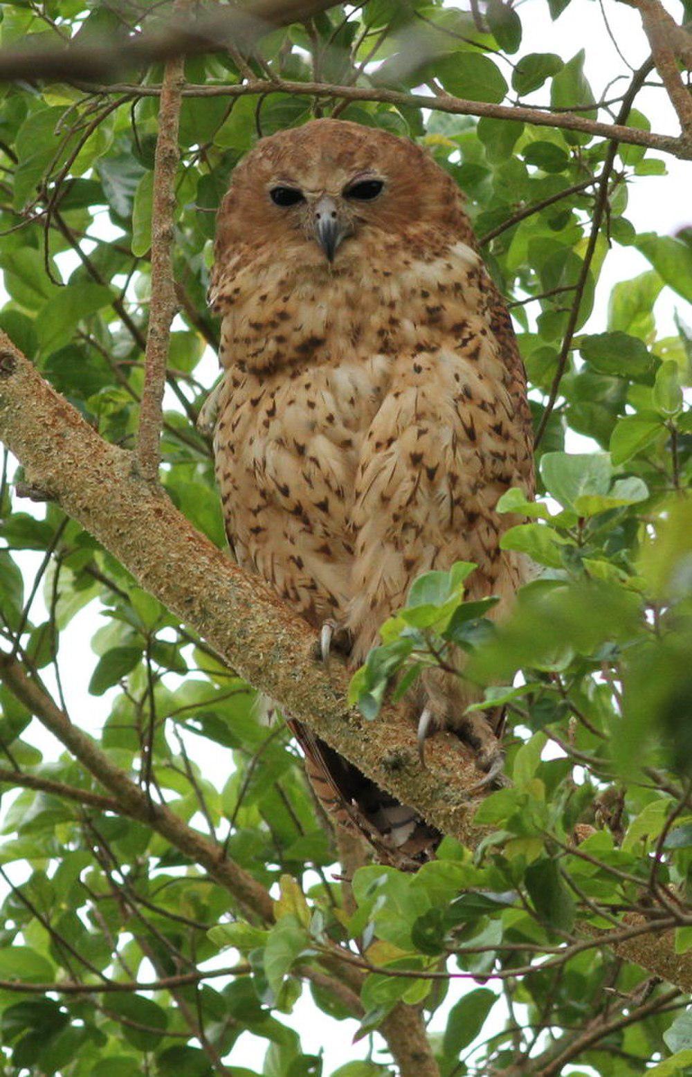 横斑渔鸮 / Pel\'s Fishing Owl / Scotopelia peli