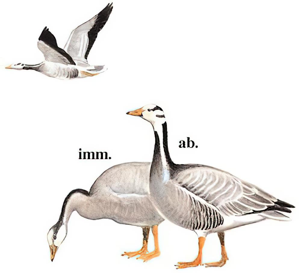 斑头雁 / Bar-headed Goose / Anser indicus