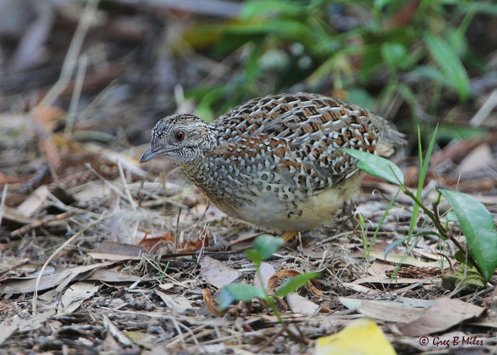 彩三趾鹑 / Painted Buttonquail / Turnix varius