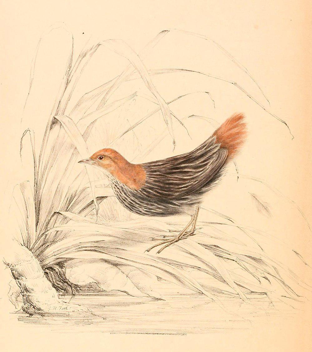 栗尾侏秧鸡 / Striped Flufftail / Sarothrura affinis