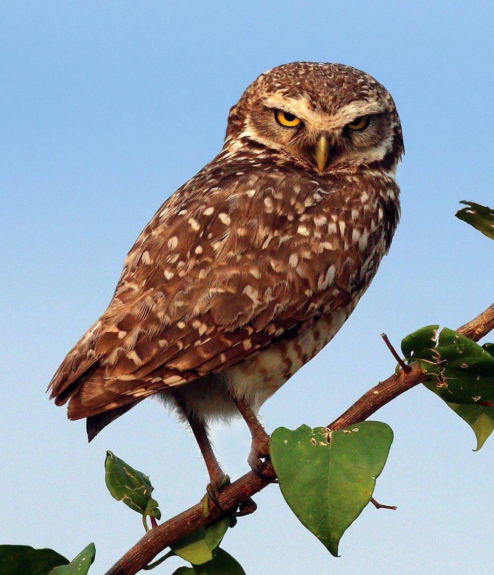 穴小鸮 / Burrowing Owl / Athene cunicularia
