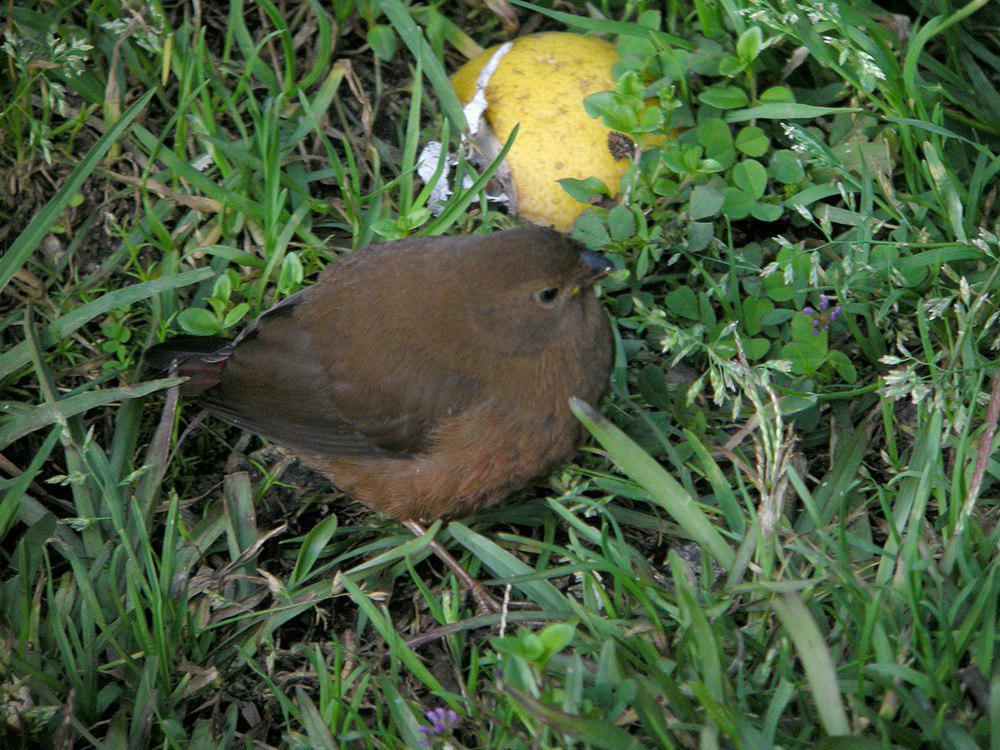 红胁火尾雀 / Mountain Firetail / Oreostruthus fuliginosus