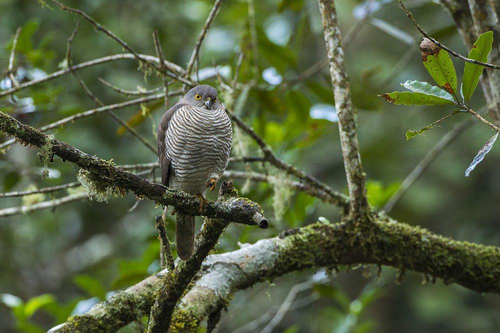 马岛雀鹰 / Madagascan Sparrowhawk / Accipiter madagascariensis