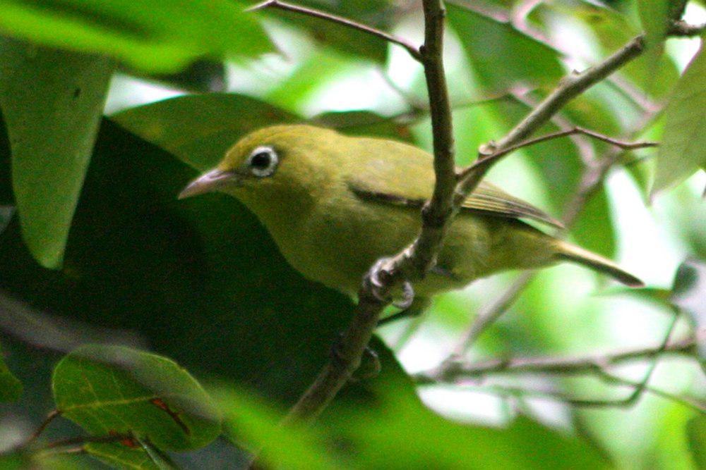 路易绣眼鸟 / Louisiade White-eye / Zosterops griseotinctus