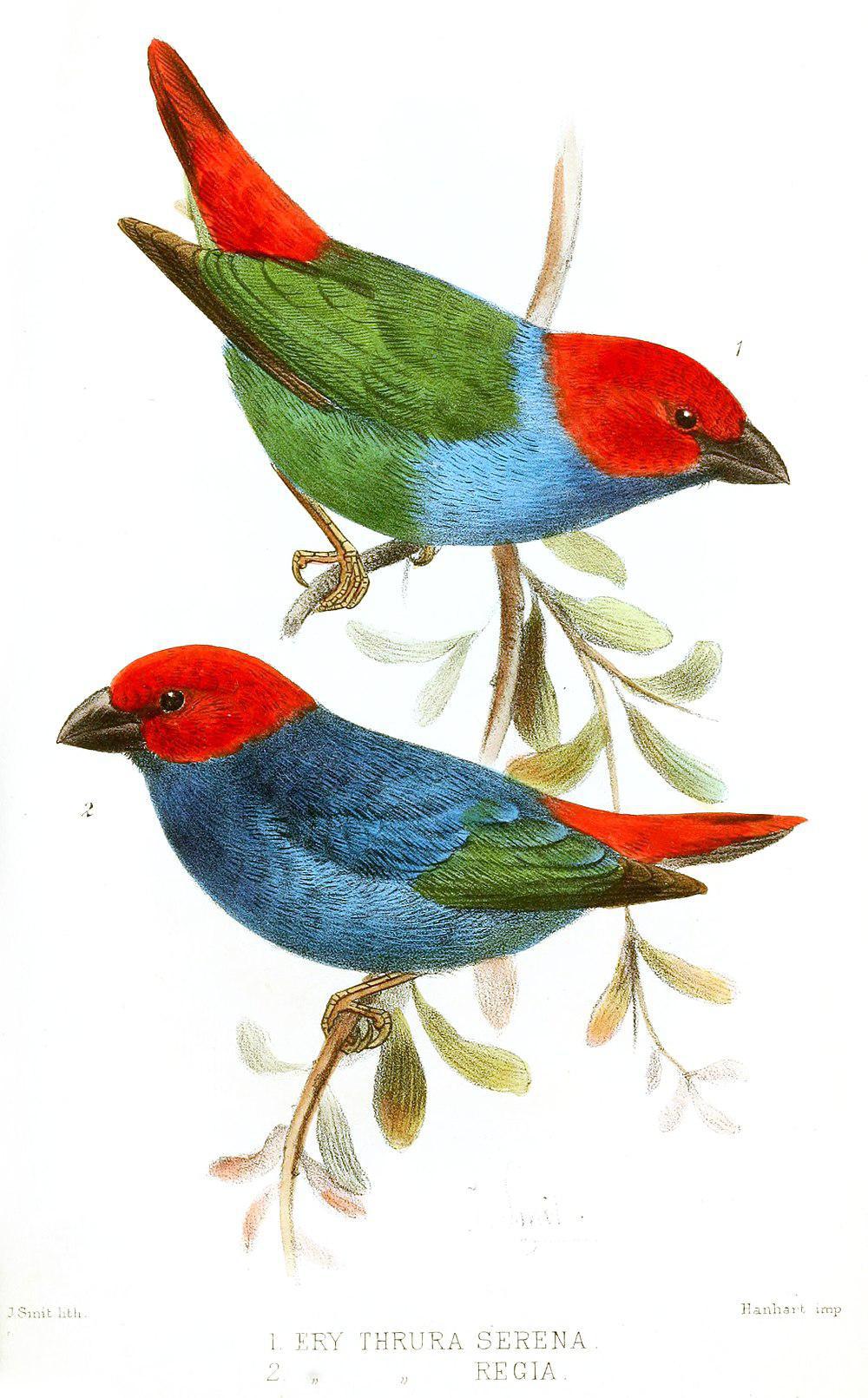 皇鹦雀 / Royal Parrotfinch / Erythrura regia