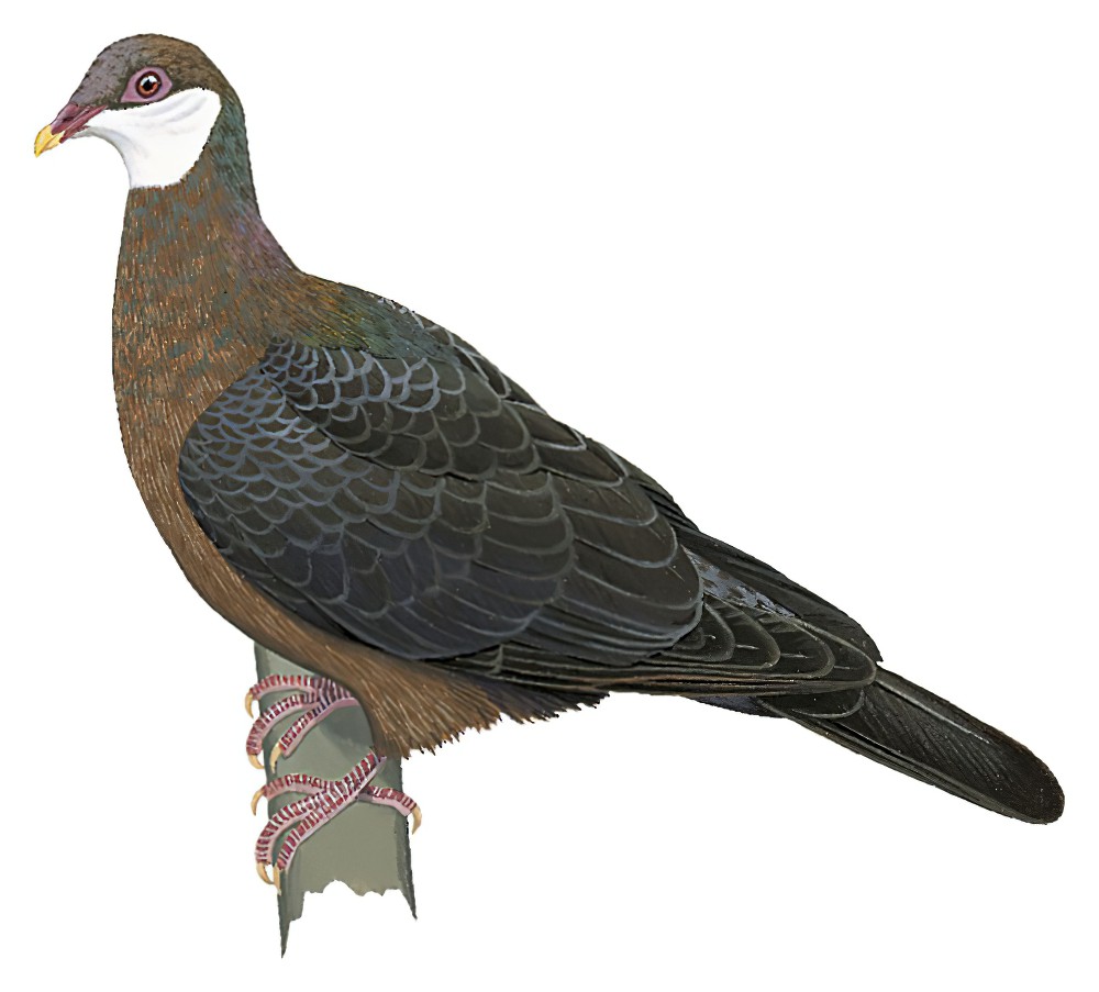 白喉林鸽 / Metallic Pigeon / Columba vitiensis