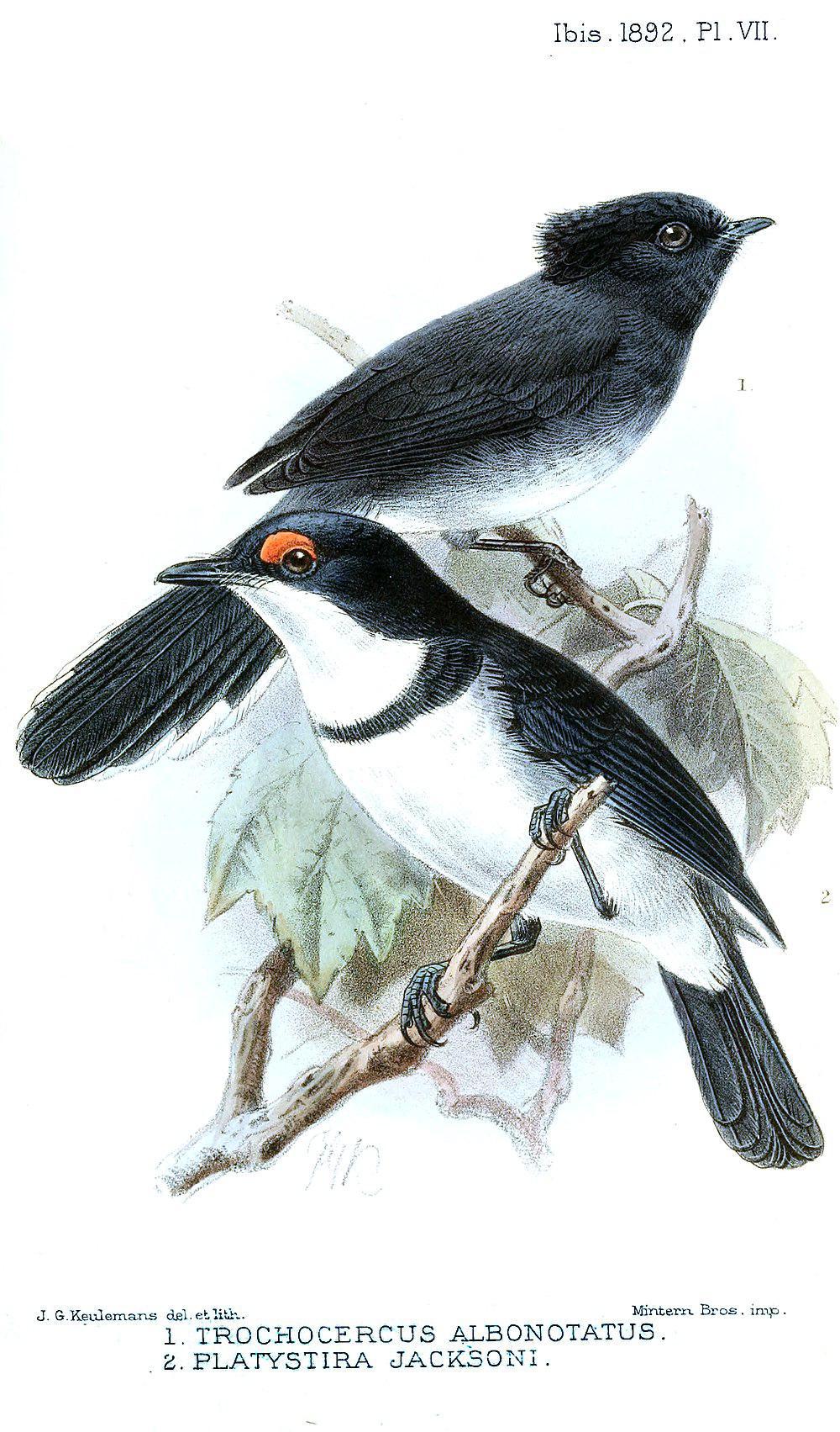 白尾凤头鹟 / White-tailed Crested Flycatcher / Elminia albonotata